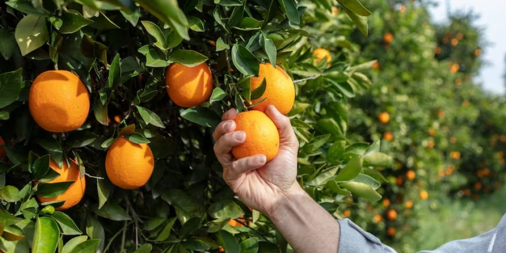 Negocio prometedor: una icónica fruta podría vivir un importante boom en los próximos años