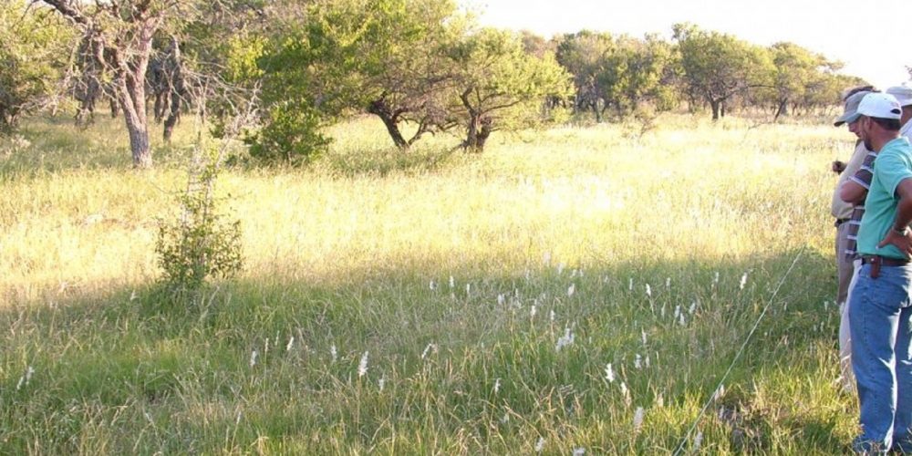 La provincia incentiva la conservación de bosques nativos y regeneración de áreas degradadas