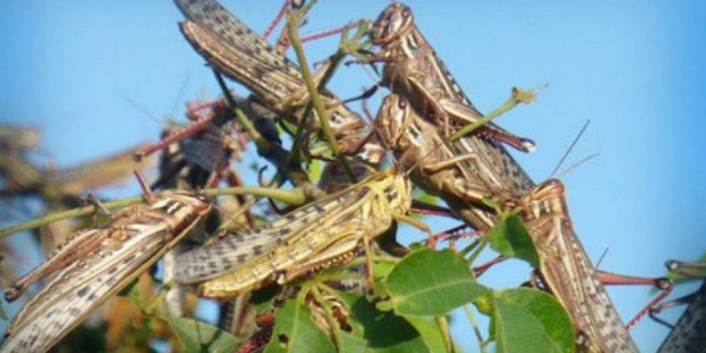 Las langostas llegaron al Departamento Federación, se evalúa fumigarán la zona