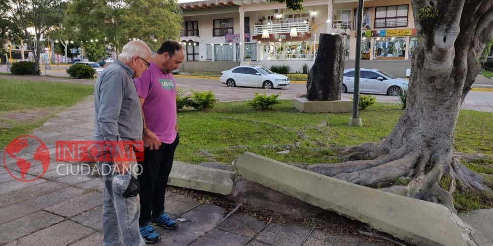 “Debemos abordar la problemática que causan los árboles en espacios públicos o servicios” planteó Odalis Burna