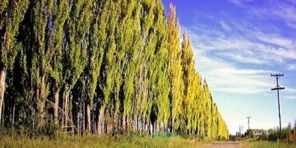 Fumigaciones: Productores deberán plantar cortinas forestales en las escuelas