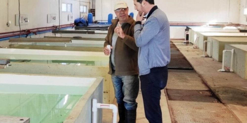 Apuestan a la producción de pacú: “El agua termal mejora hasta en un 100 % la productividad”