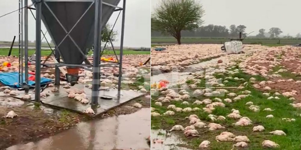 “Perdí todo”, dijo dueño de los galpones de pollos destruidos por el temporal