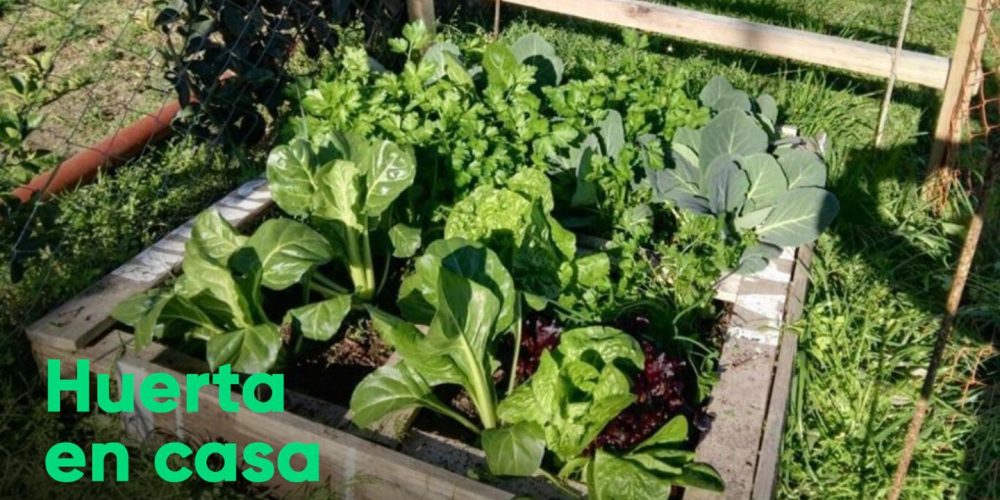 Cómo empezar el proyecto de una huerta en casa