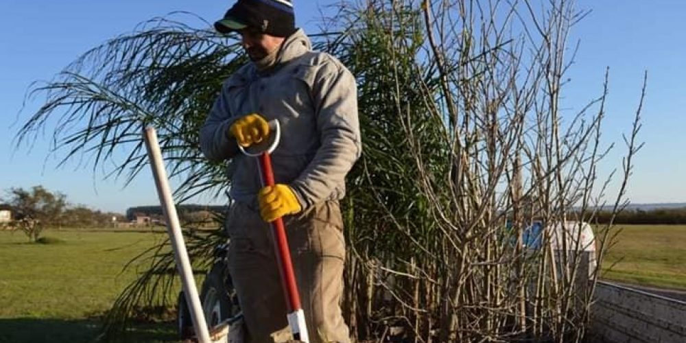 Se foresta en varios espacios públicos de Federación