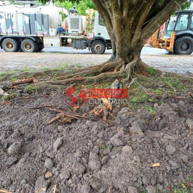 Raíces de ficus provocan daños en instalaciones sanitarias