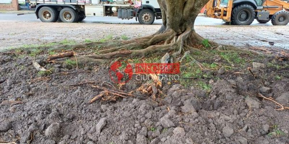 Raíces de ficus provocan daños en instalaciones sanitarias