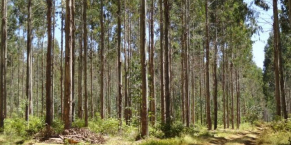 Final feliz para el drama de la niña que había desaparecido en un bosque, a la vera del río Uruguay