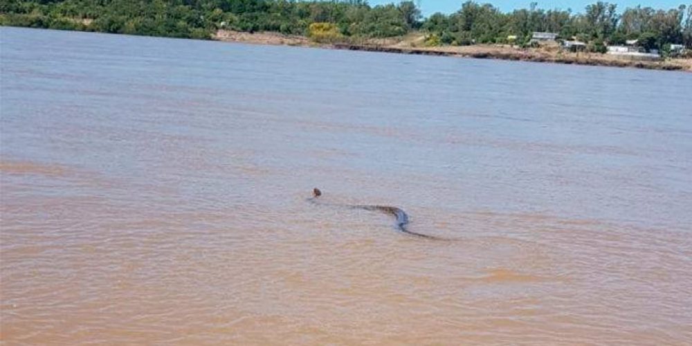 Observaron una víbora “de gran tamaño” en Concordia