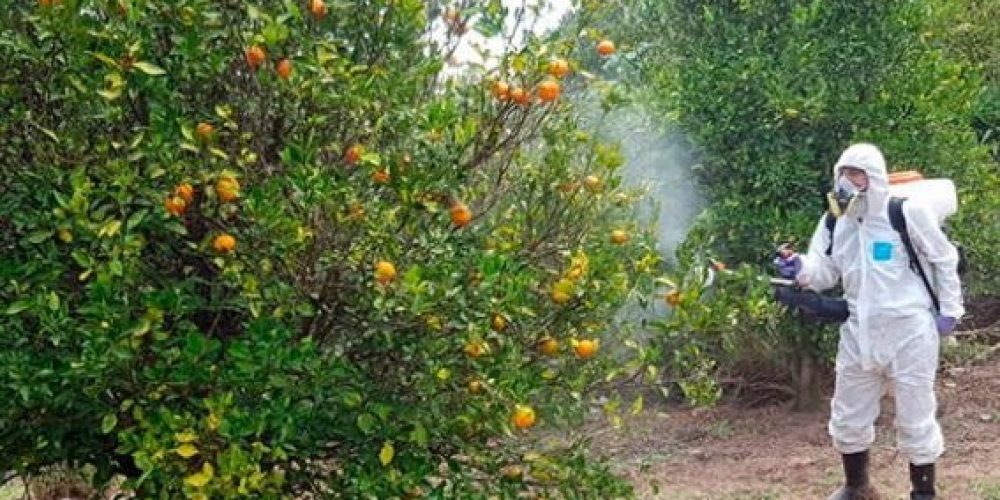 Citricultores aseguran que se ven “muy afectados” por el decreto que regula las fumigaciones