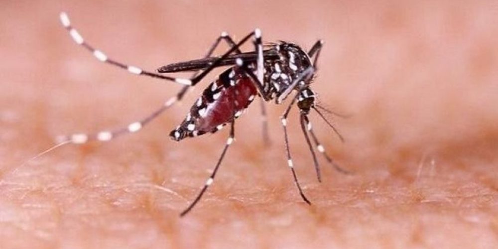 Dengue: Salud precisó los niveles de atención que requiere cada cuadro de la enfermedad