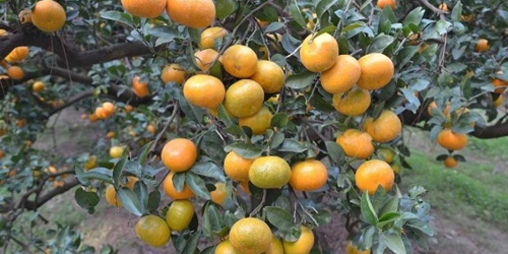 Federación del Citrus: “No a la usurpación de la propiedad privada”