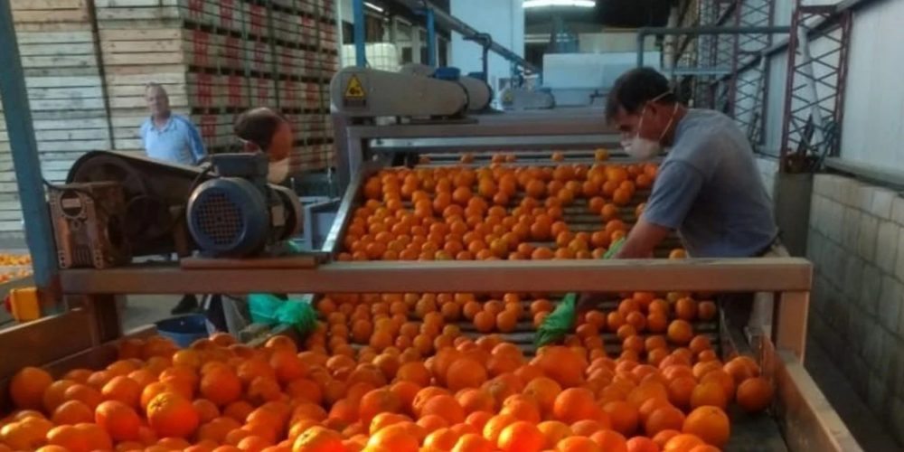 La Unión Europea suspende las exportaciones de naranjas argentinas por una enfermedad