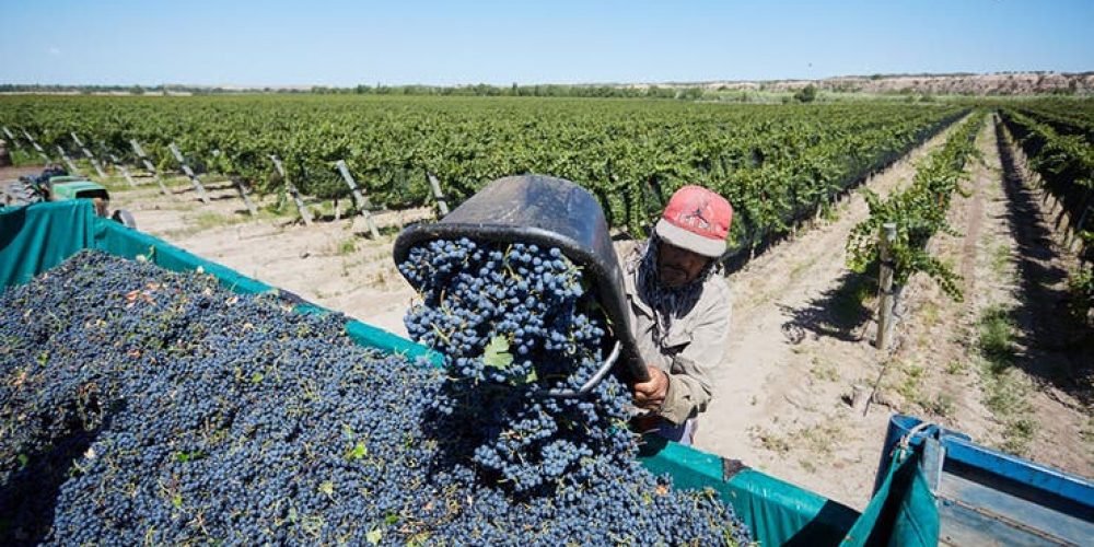 Mendoza: buscan 10.000 trabajadores pero solo se anotó la mitad