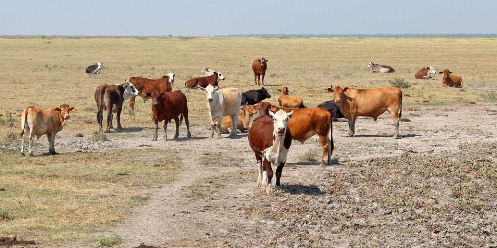 Sequía: “Hay zonas con pérdidas muy grandes sobre todo en pastura”, dijo Guía