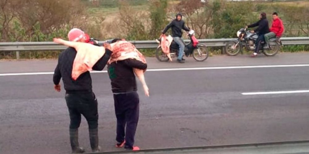 Saquearon camión que trasladaba carne de cerdo de un frigorífico entrerriano