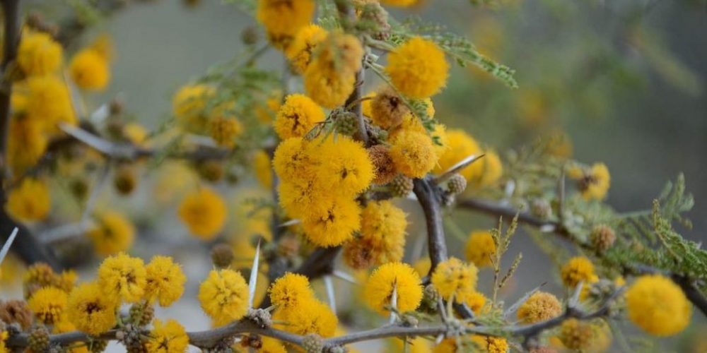 Se elegirá el árbol entrerriano entre 28 especies