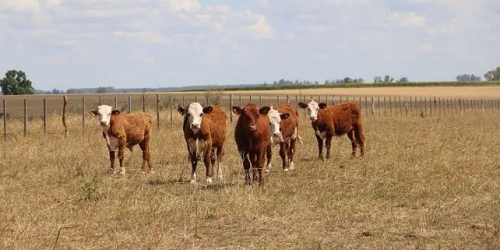 Emergencia Agropecuaria