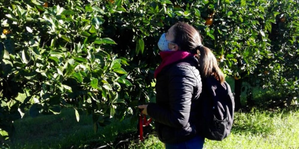 Capacitan a productores sobre detección temprana del HLB y cómo actuar ante su aparición