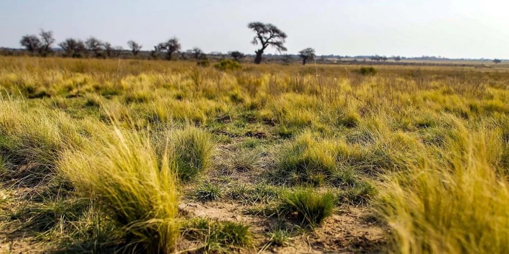 Clima y campo: está casi confirmado el año Niña y reduciría la cosecha