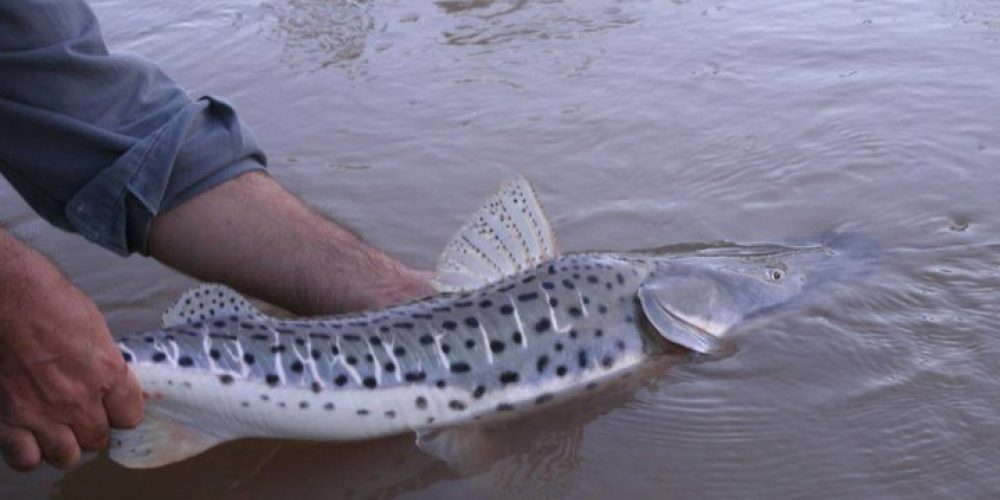 Programas de conservación para la fauna íctica en el Río Uruguay