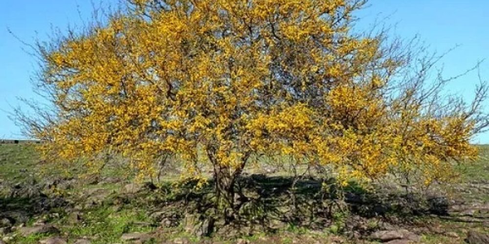 El Espinillo fue elegido como el árbol entrerriano con el 61.3% de los votos