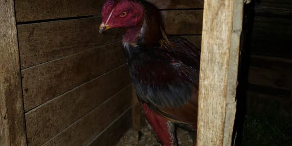 Quince personas fueron identificadas al participar en una riña de gallos