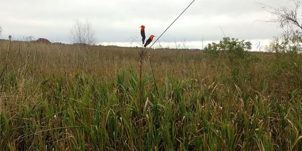 Cazadores usaban sofisticado sistema para atrapar aves autóctonas en Entre Ríos