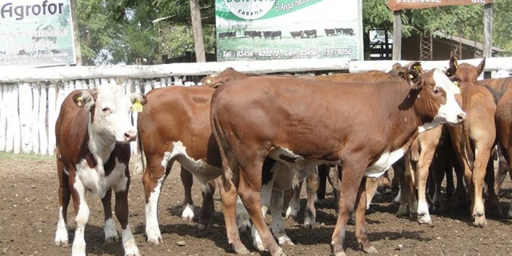 Este jueves se desarrollará la 31° Concentración de Terneros en Chajarí