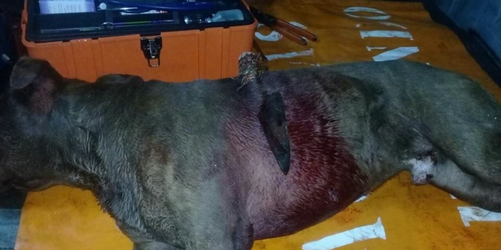 Clavaron un cuchillo en el cuerpo de un pitbull