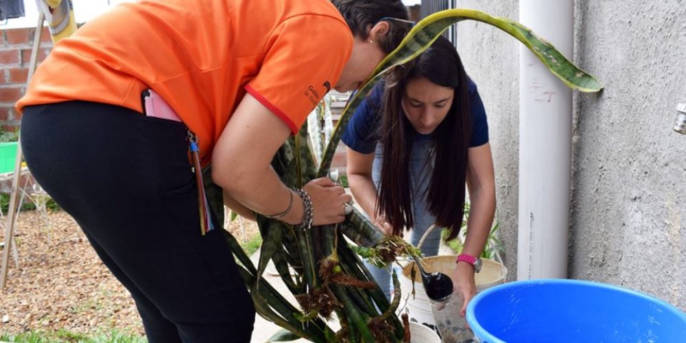 Se confirmó un caso de dengue importado en Chajarí